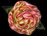 Rose Nectar Silk-Satin Flower
