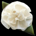 Bridal Ivory Silk Flower