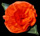 California Poppy Silk Flower