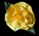 Dandelion Silk Flower