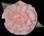 Peach Blossom Silk Flower