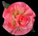 Rose Nectar Silk Flower