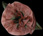 Terra Rosa Moss Silk Flower