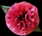 Victorian Rose Silk Flower