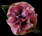 Wild Rose Silk Flower