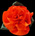 California Poppy XL Satin Flower